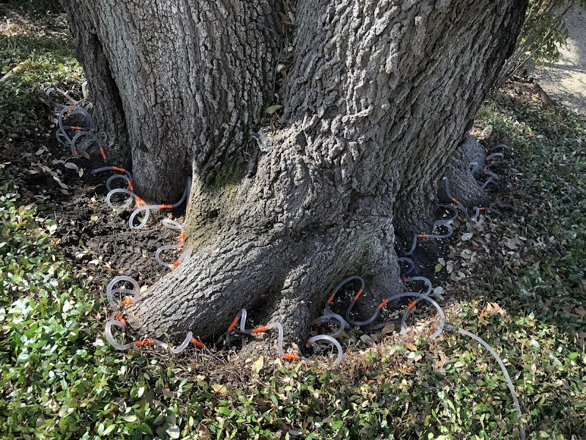 Detailed Tree Cabling and Bracing job site in Piney Woods